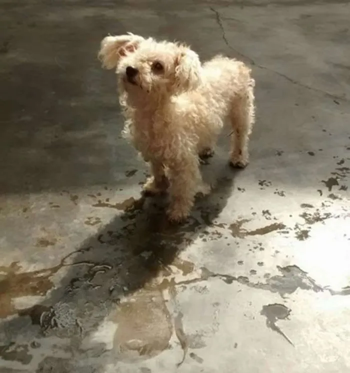 Cachorro ra a Poodle idade 3 anos nome BABI