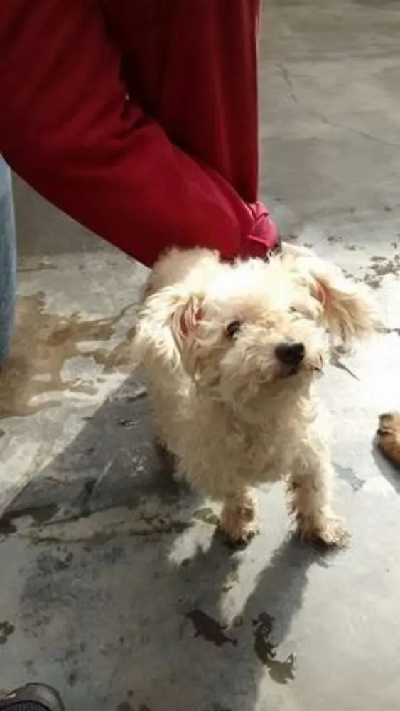 Cachorro ra a Poodle idade 3 anos nome BABI