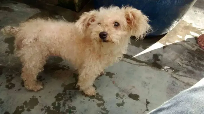 Cachorro ra a Poodle idade 3 anos nome BABI