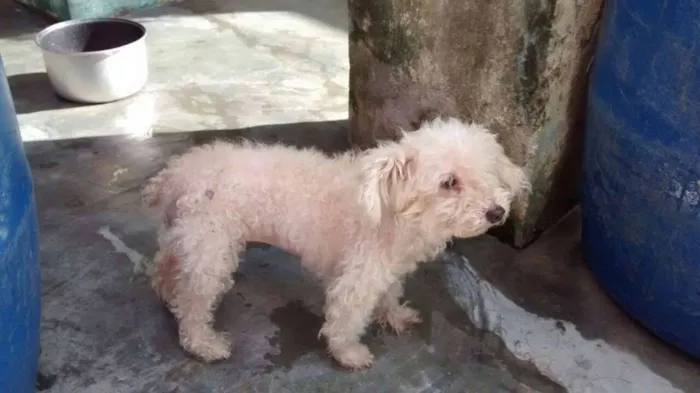 Cachorro ra a Poodle idade 3 anos nome BABI