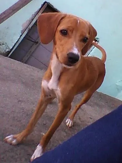 Cachorro ra a vira lata idade 1 ano nome Estrela