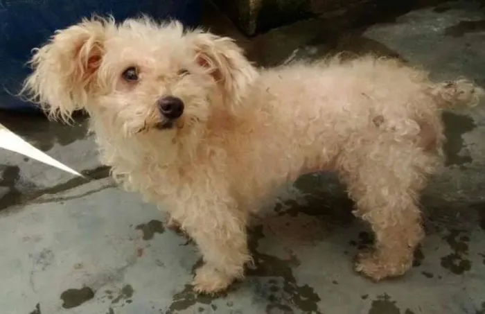 Cachorro ra a Poodle idade 3 anos nome BABI