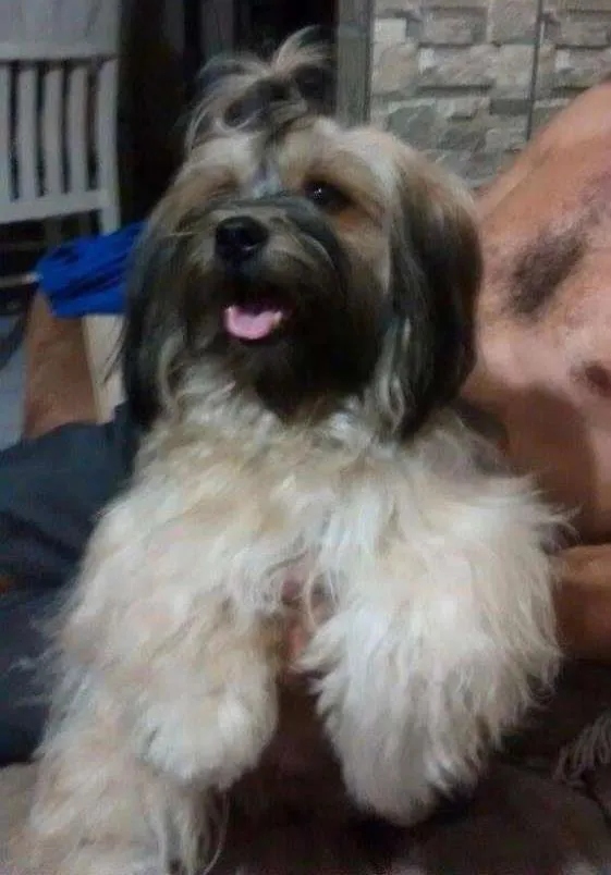 Cachorro ra a Lhasaapso idade 2 anos nome Lukc