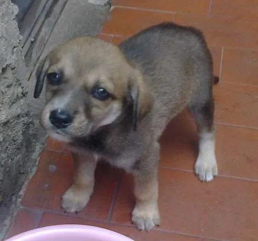 Cachorro ra a sem raça definida  idade Abaixo de 2 meses nome sem  nomes 