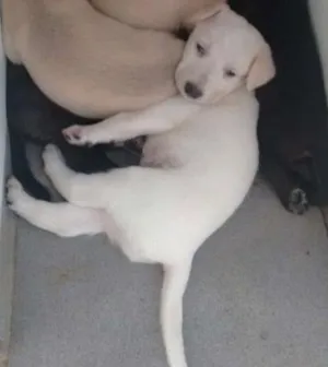 Cachorro raça Vira lata idade Abaixo de 2 meses nome Sem nome