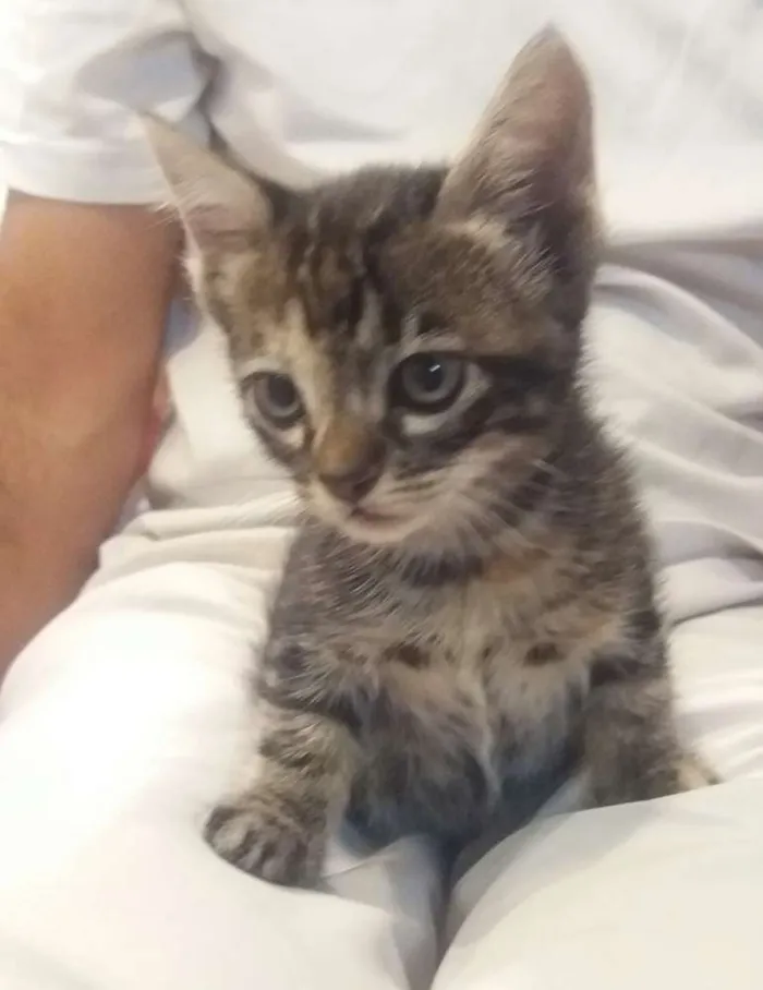 Gato ra a sem raça definida idade Abaixo de 2 meses nome sem nome