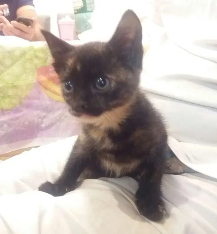 Gato ra a sem raça definida idade Abaixo de 2 meses nome sem nome