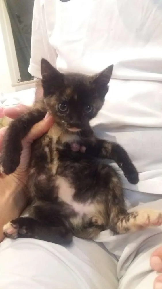 Gato ra a sem raça definida idade Abaixo de 2 meses nome sem nome