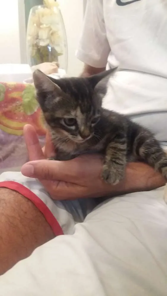 Gato ra a sem raça definida idade Abaixo de 2 meses nome sem nome