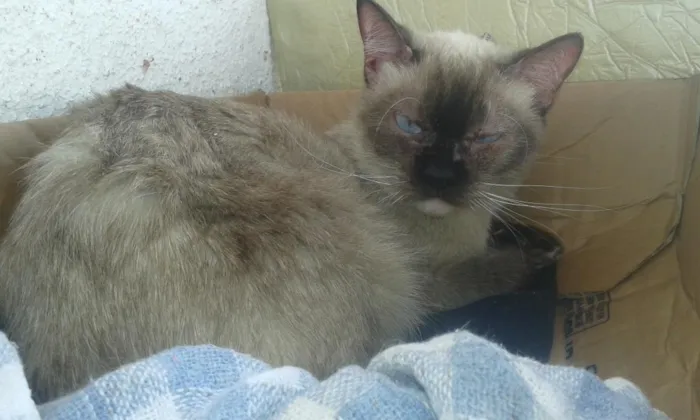 Gato ra a SRD idade 4 anos nome Amiguinho