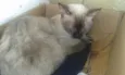 Amiguinho