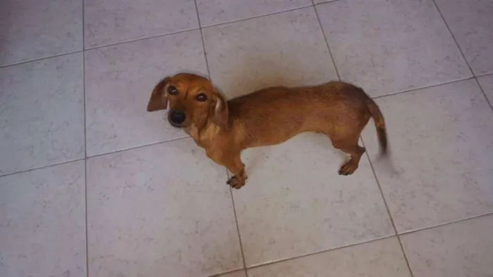 Cachorro ra a Basset idade 2 anos nome Adote Mel