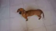 Adote Mel