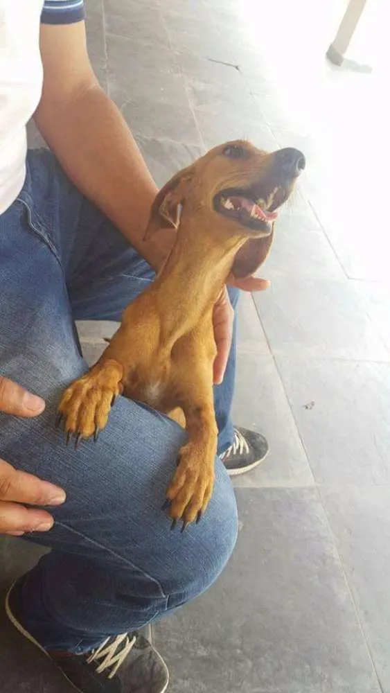 Cachorro ra a Basset idade 2 anos nome Adote Mel