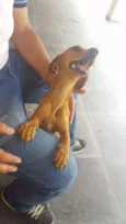 Adote Mel