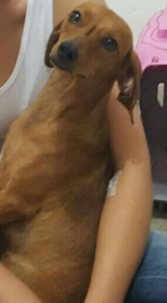 Cachorro ra a Basset idade 2 anos nome Adote Mel