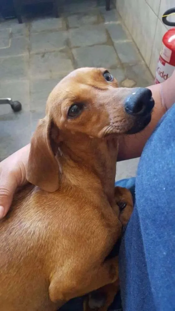 Cachorro ra a Basset idade 2 anos nome Adote Mel