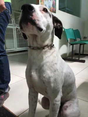 Cachorro raça Srd idade 3 anos nome Pirata