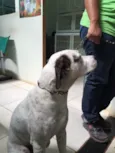 Pirata