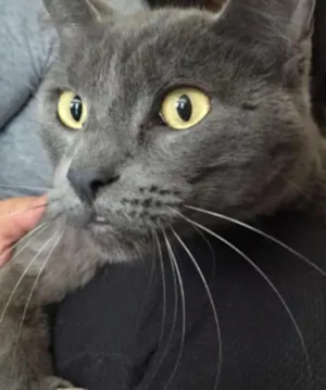 Gato raça Blue idade 2 anos nome não sei