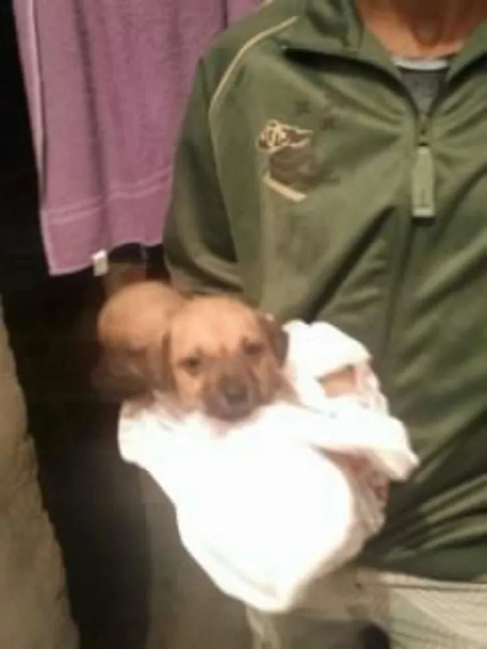 Cachorro raça vira -lata idade Abaixo de 2 meses nome ñ tem