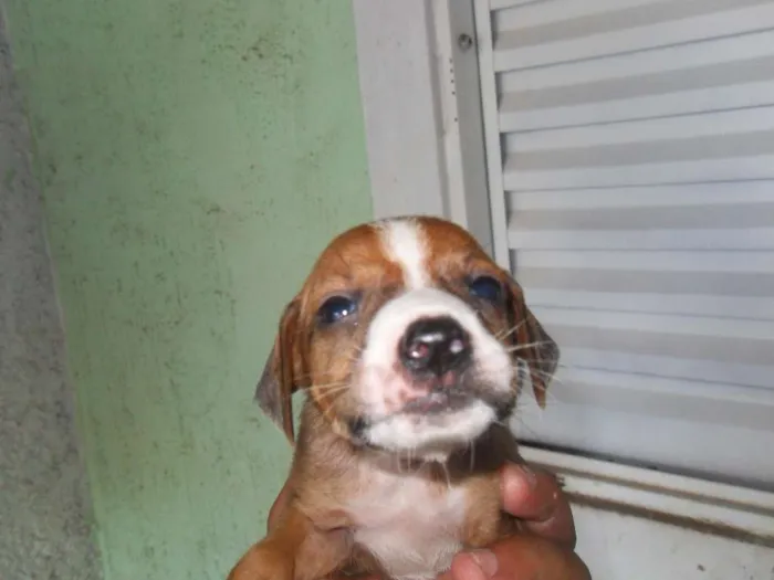 Cachorro ra a  idade Abaixo de 2 meses nome sem nome