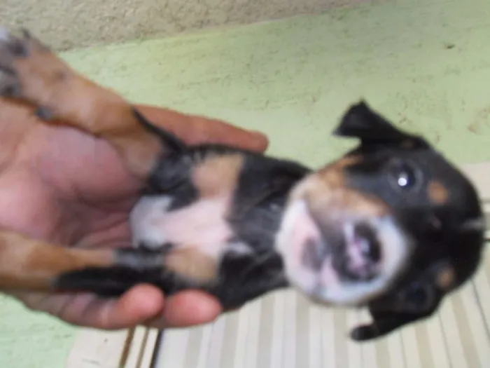 Cachorro ra a  idade Abaixo de 2 meses nome sem nome