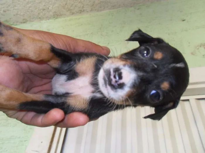Cachorro ra a  idade Abaixo de 2 meses nome sem nome