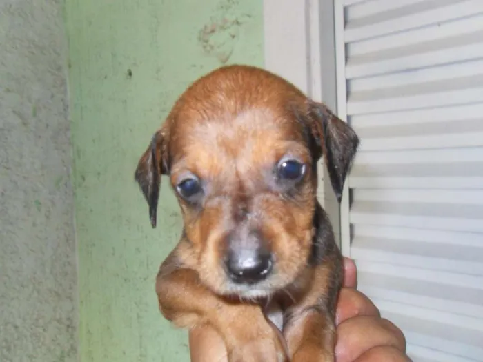 Cachorro ra a  idade Abaixo de 2 meses nome sem nome
