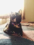 Maia