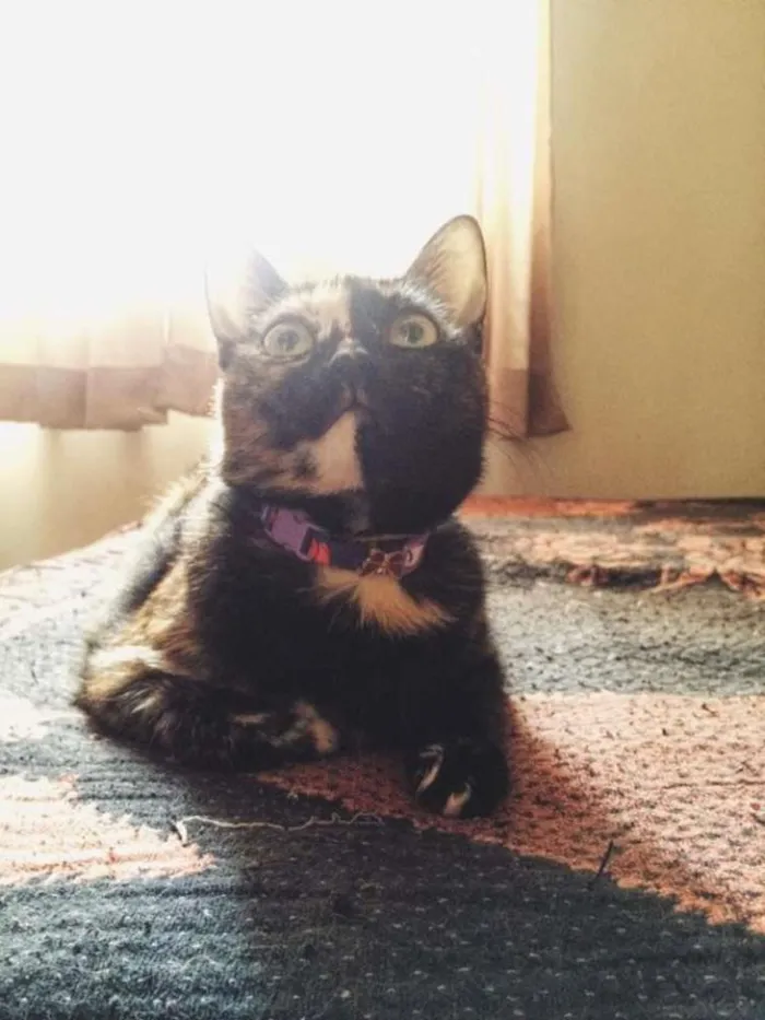 Gato raça Vira Lata idade 3 anos nome Maia