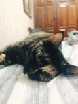 Maia