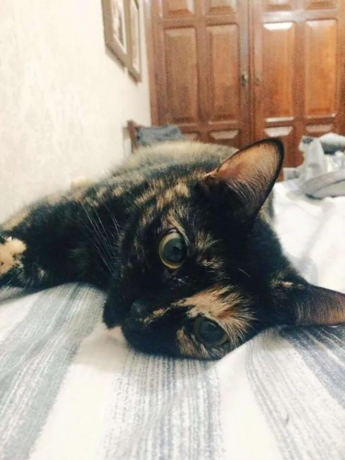 Gato raça Vira Lata idade 3 anos nome Maia