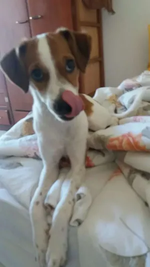 Cachorro raça Vira-lata idade 2 a 6 meses nome Ganesha