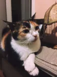 Lola