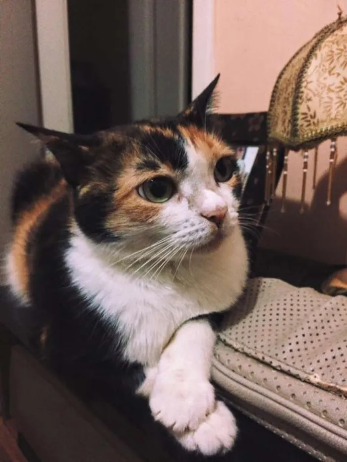 Gato raça Vira Lata idade 5 anos nome Lola