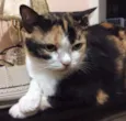 Lola