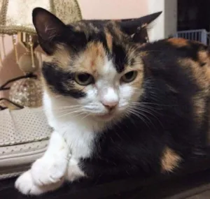 Gato raça Vira Lata idade 5 anos nome Lola