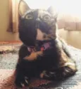 Maia