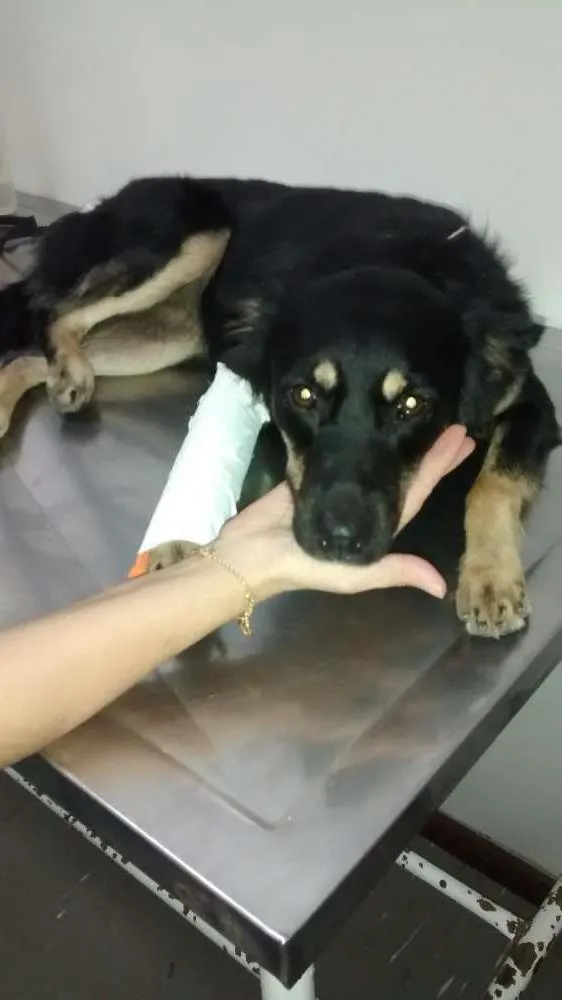 Cachorro ra a mertiça idade 1 ano nome Baby