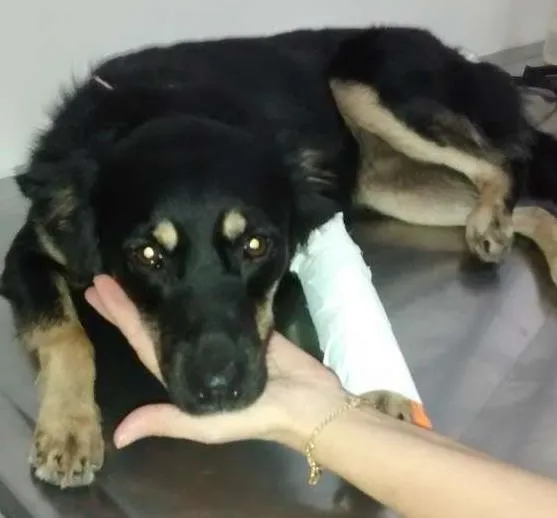 Cachorro ra a mertiça idade 1 ano nome Baby
