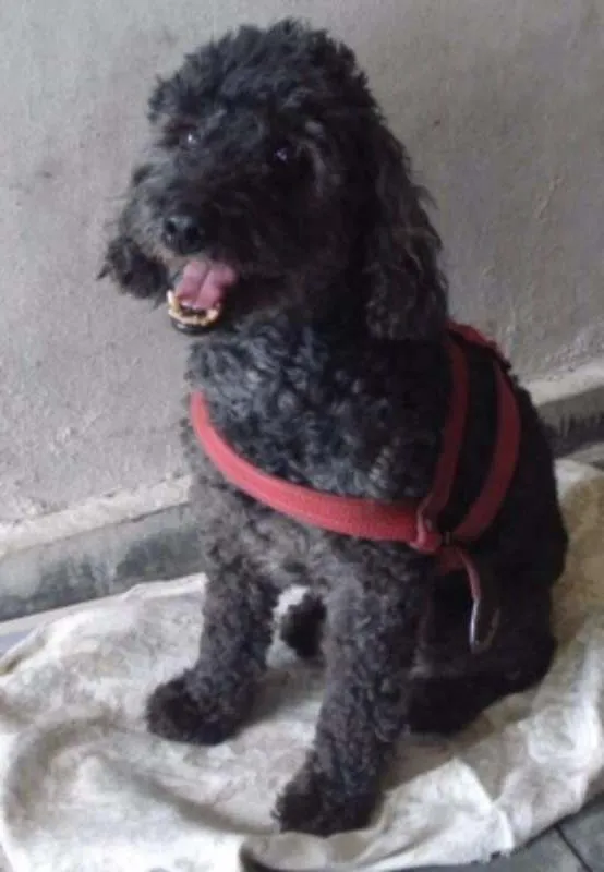 Cachorro ra a Poodle idade 1 ano nome PINGO