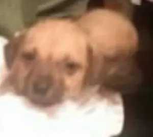 Cachorro raça vira -lata idade Abaixo de 2 meses nome ñ tem