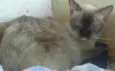 Amiguinho
