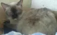 Amiguinho