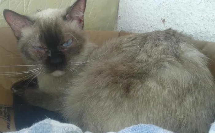 Gato ra a SRD idade 4 anos nome Amiguinho