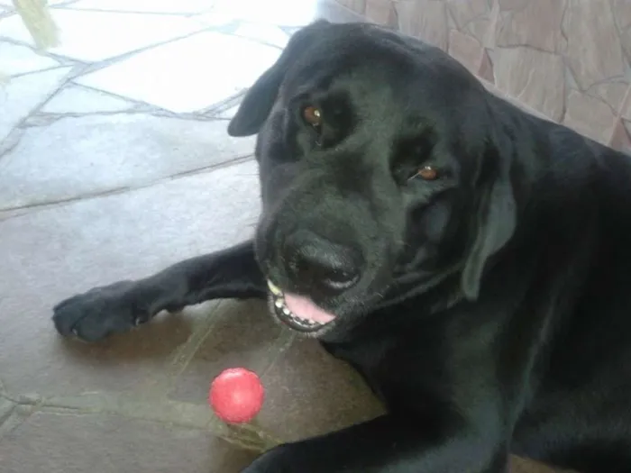 Cachorro ra a Labrador idade 6 ou mais anos nome TICO GRATIFICA