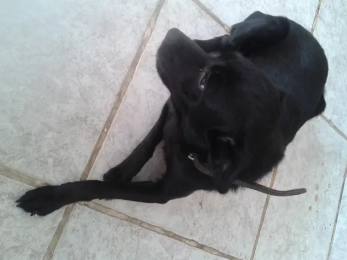 Cachorro ra a srd idade 7 a 11 meses nome Sofia