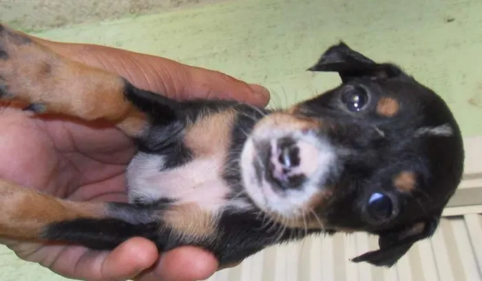 Cachorro ra a  idade Abaixo de 2 meses nome sem nome