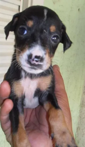 Cachorro raça  idade Abaixo de 2 meses nome sem nome